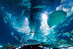 Szanghaj Aquarium